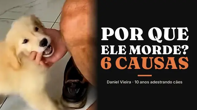 Aula gratuita do Daniel Vieira sobre por que o filhote morde e as 6 causas da mordida